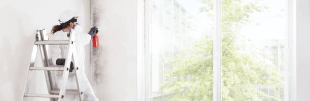 Best Mold Damage Restoration  in Mill Neck, NY